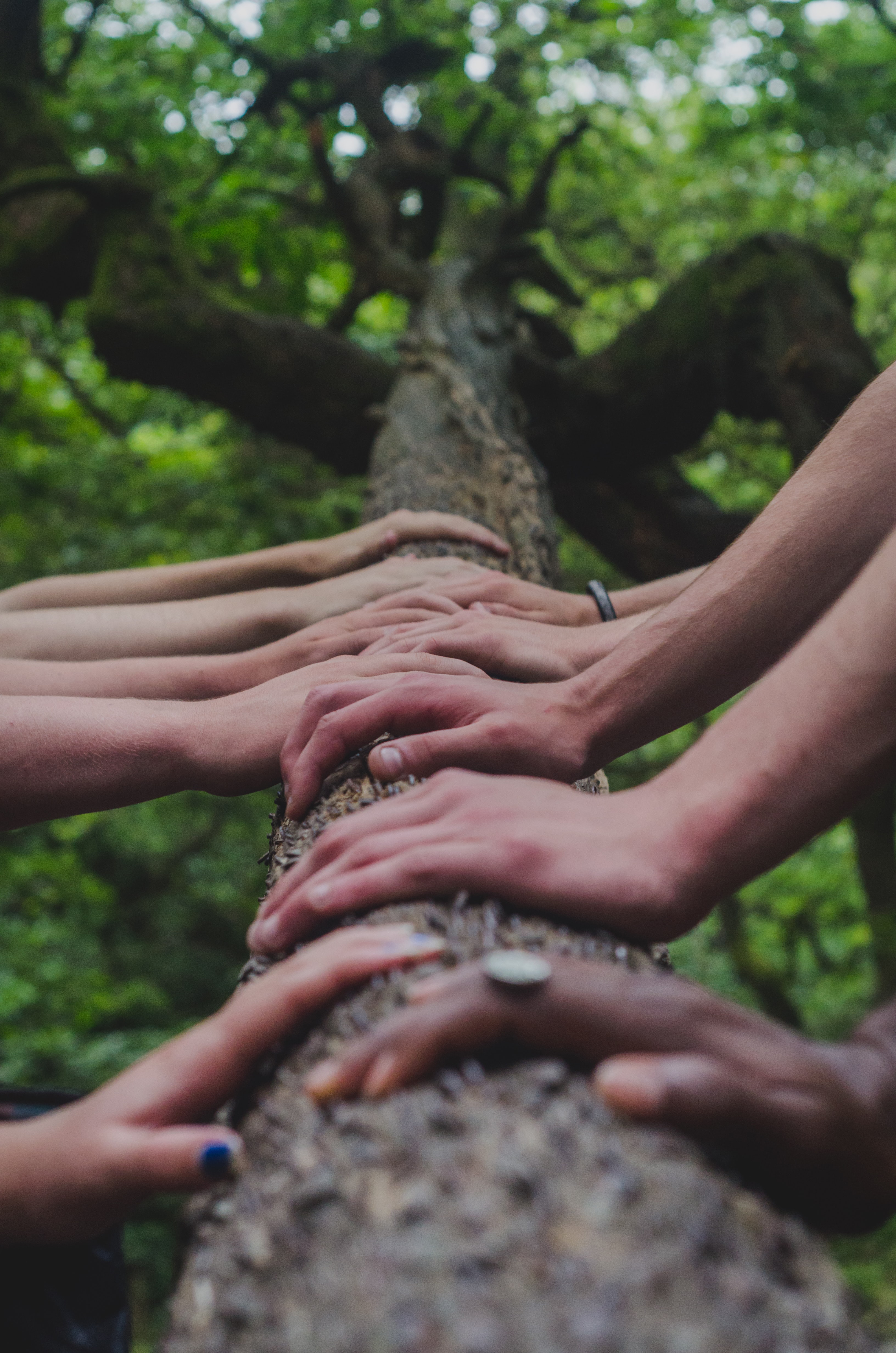 Image of several hands holding on a tree